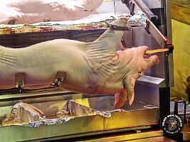 IMG_20230218_120822_598_jpg