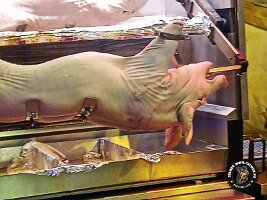 IMG_20230218_120823_431_jpg