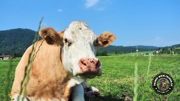 berchtesgaden_koenigsee_inzell20062022 (10)_JPG