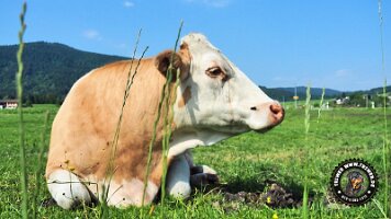 berchtesgaden_koenigsee_inzell20062022 (12)_JPG