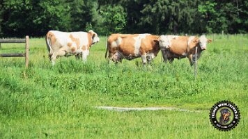 berchtesgaden_koenigsee_inzell20062022 (15)_JPG