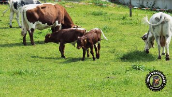 berchtesgaden_koenigsee_inzell20062022 (32)_JPG