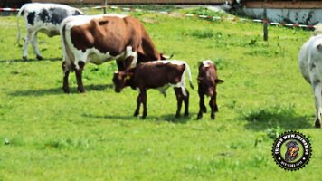 berchtesgaden_koenigsee_inzell20062022 (34)_JPG