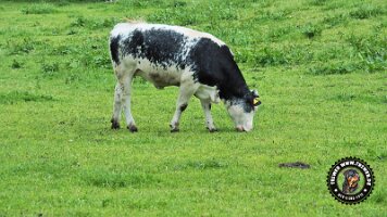 berchtesgaden_koenigsee_inzell20062022 (43)_JPG