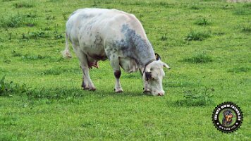 berchtesgaden_koenigsee_inzell20062022 (44)_JPG