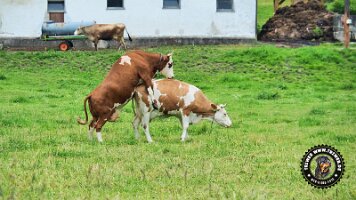 falkensteinrundeinzell22062022 (13)_JPG