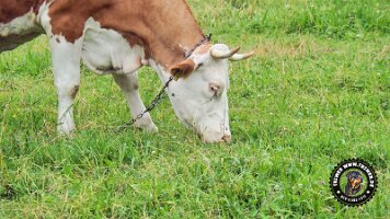 falkensteinrundeinzell22062022 (16)_JPG