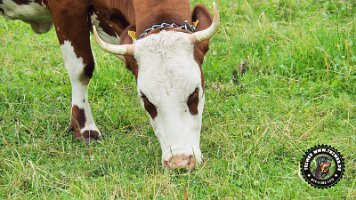 falkensteinrundeinzell22062022 (17)_JPG