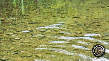 falkensteinrundeinzell22062022 (30)_JPG