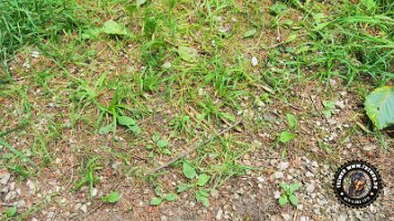 falkensteinrundeinzell22062022 (39)_JPG