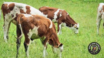 falkensteinrundeinzell22062022 (47)_JPG