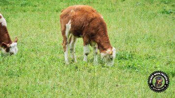 falkensteinrundeinzell22062022 (48)_JPG