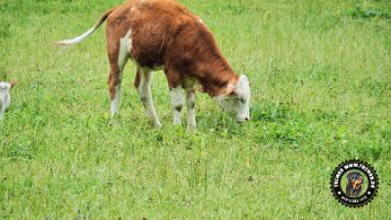 falkensteinrundeinzell22062022 (49)_JPG