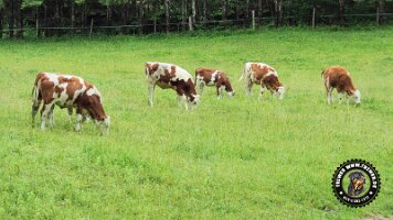 falkensteinrundeinzell22062022 (50)_JPG