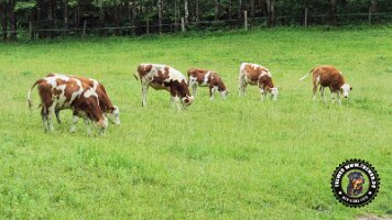 falkensteinrundeinzell22062022 (51)_JPG