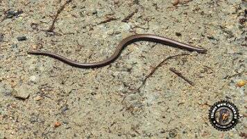 falkensteinrundeinzell22062022 (55)_JPG