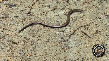 falkensteinrundeinzell22062022 (56)_JPG