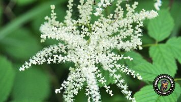 frillensee19062022 (20)_JPG