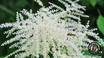 frillensee19062022 (21)_JPG