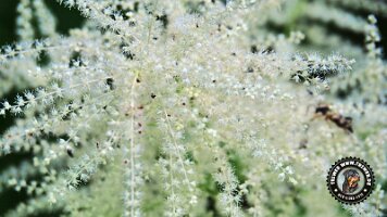 frillensee19062022 (22)_JPG