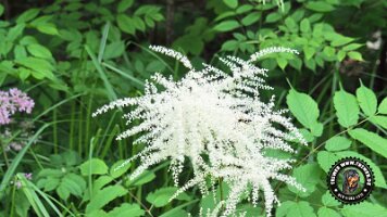 frillensee19062022 (23)_JPG