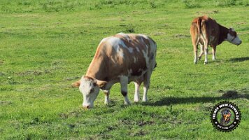 inzell18062022 (55)_JPG