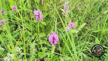 inzellpanoramaweg21062022 (104)_JPG