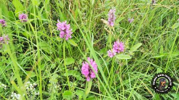 inzellpanoramaweg21062022 (105)_JPG