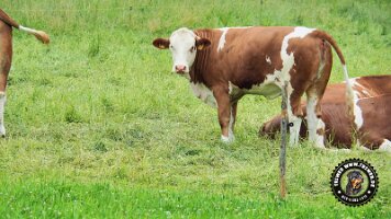 inzellpanoramaweg21062022 (107)_JPG