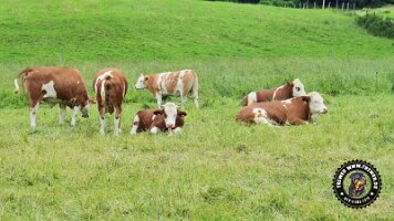 inzellpanoramaweg21062022 (109)_JPG