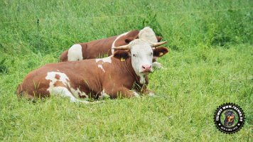 inzellpanoramaweg21062022 (110)_JPG