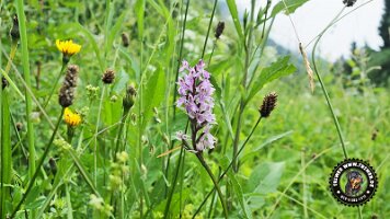 inzellpanoramaweg21062022 (112)_JPG