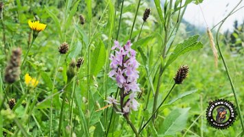 inzellpanoramaweg21062022 (113)_JPG