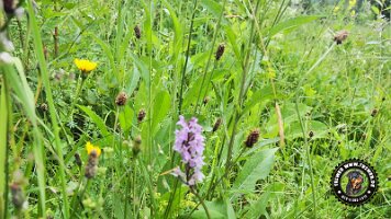 inzellpanoramaweg21062022 (114)_JPG