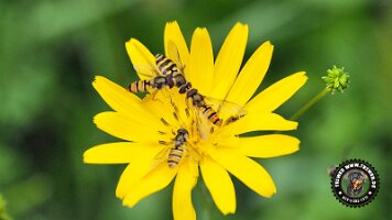 inzellpanoramaweg21062022 (118)_JPG