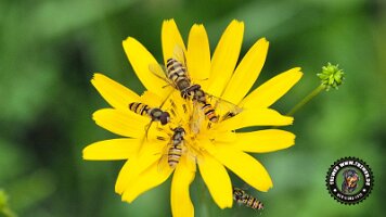 inzellpanoramaweg21062022 (119)_JPG