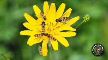 inzellpanoramaweg21062022 (120)_JPG