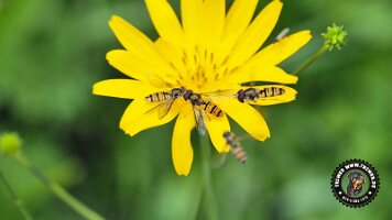 inzellpanoramaweg21062022 (121)_JPG