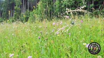 inzellpanoramaweg21062022 (122)_JPG