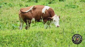 inzellpanoramaweg21062022 (142)_JPG