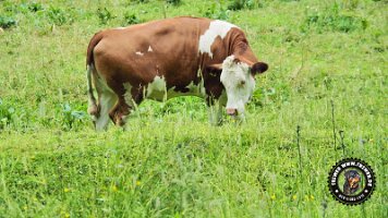 inzellpanoramaweg21062022 (143)_JPG