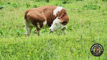 inzellpanoramaweg21062022 (144)_JPG