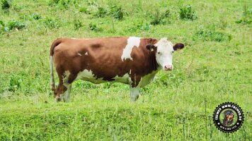 inzellpanoramaweg21062022 (145)_JPG