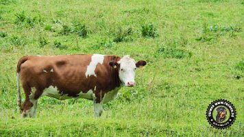 inzellpanoramaweg21062022 (146)_JPG