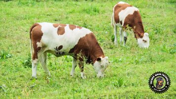 inzellpanoramaweg21062022 (147)_JPG