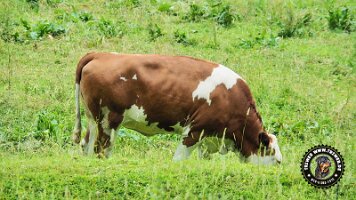 inzellpanoramaweg21062022 (148)_JPG