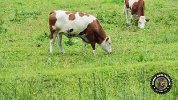 inzellpanoramaweg21062022 (149)_JPG