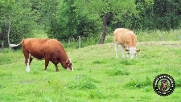 inzellpanoramaweg21062022 (154)_JPG