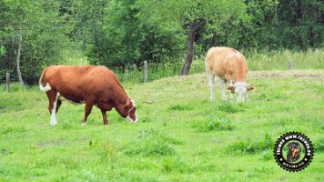 inzellpanoramaweg21062022 (155)_JPG