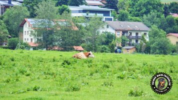 inzellpanoramaweg21062022 (160)_JPG